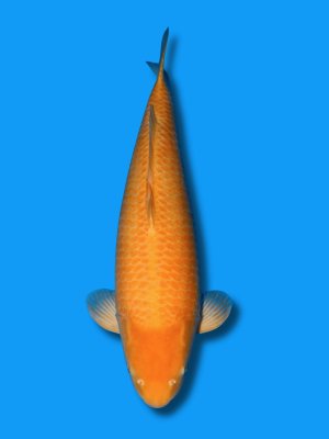 Karashigoi | Koi&Co.